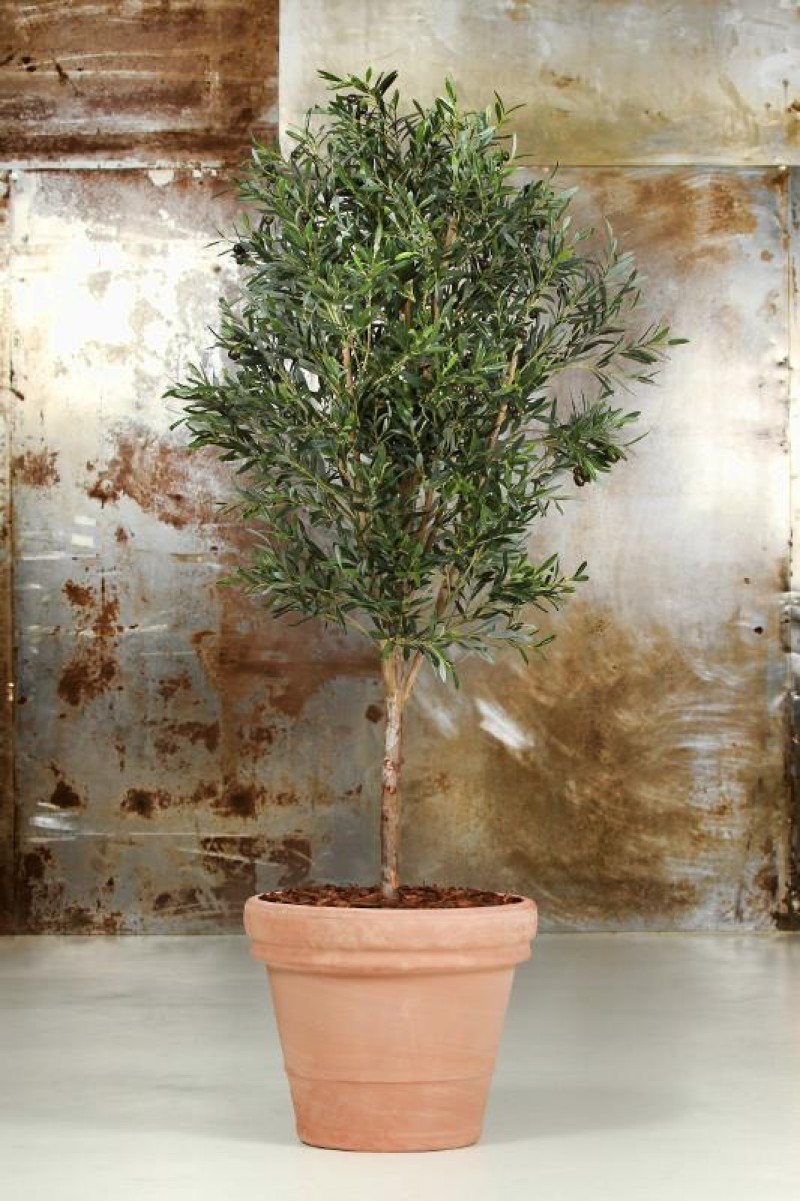 Et Falsk Oliventræ – Træet der bliver ved med a give.